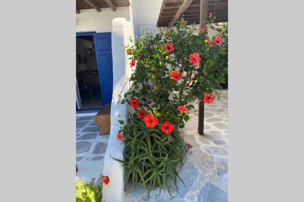 Pigeon House Ornos Beach Mykonos Town Buitenkant foto